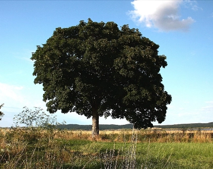 Baumschutz © Gemeinde Isernhagen