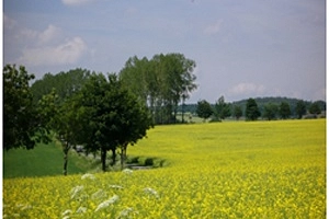 Klimaschutz Baum.jpg